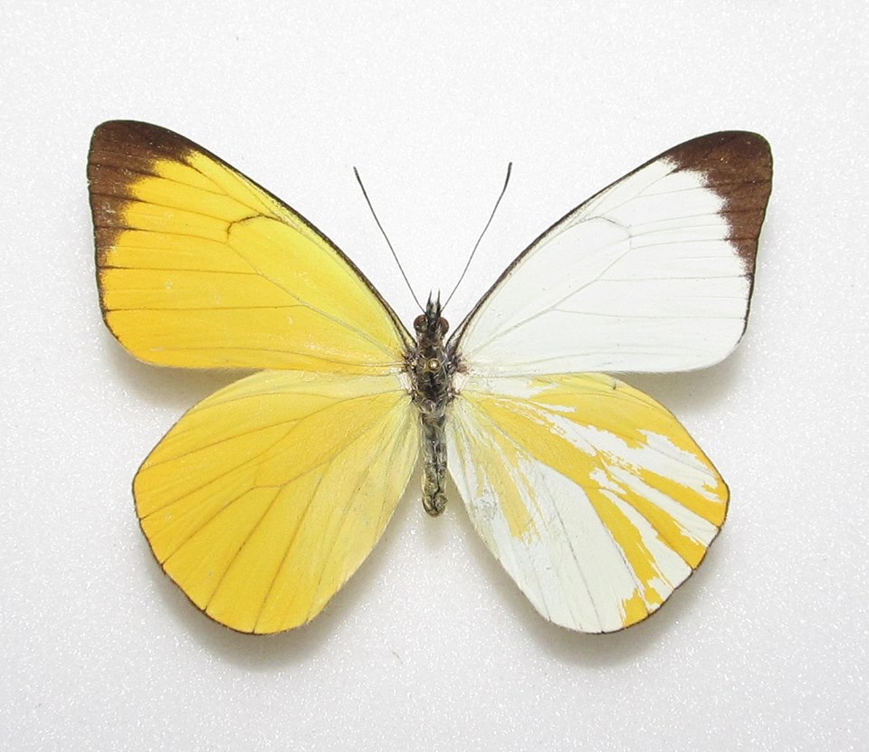 Peridae ssp. (gynandromorph, alex bic) (Internet Image property of respective owner, non-commercial use only)